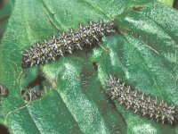 Melitaea britomartis, Assmanns Fritillary