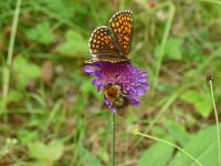 Melitaea britomartis 10, Oostelijke parelmoervlinder, Saxifraga-Hans Grotenhuis