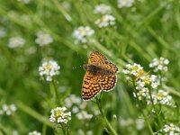 Melitaea cinxia 8, Veldparelmoervlinder, Vlinderstichting-Albert Vliegenthart