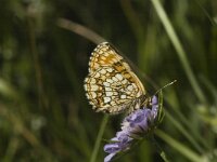 Melitaea deione 1, Spaanse parelmoervlinder, female, Saxifraga-Marijke Verhagen