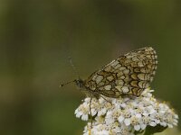 Melitaea deione 15, Spaanse parelmoervlinder, Saxifraga-Jan van der Straaten