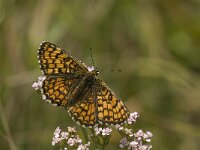 Melitaea deione 9, Spaanse parelmoervlinder, Saxifraga-Jan van der Straaten