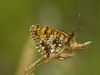 Melitaea diamina 18, Woudparelmoervlinder, Saxifraga-Marijke Verhagen