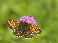 Melitaea diamina 32, Woudparelmoervlinder, Saxifraga-Jan van der Straaten