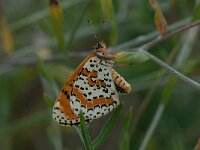Melitaea didyma 12, Tweekleurige parelmoervlinder, Saxifraga-Arthur van Dijk
