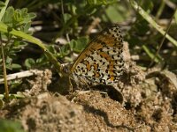 Melitaea didyma 34, Tweekleurige parelmoervlinder, male, Saxifraga-Jan van der Straaten