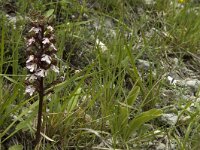 Melitaea didyma 4, Tweekleurige parelmoervlinder, habitat, F, Isere, Miribel-Lanchatre, Saxifraga-Marijke Verhagen