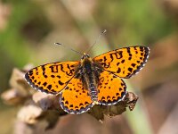 Melitaea didyma 77, Tweekleurige parelmoervlinder, Saxifraga-Bart Vastenhouw