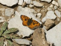 Melitaea didyma ssp meridionalis 27, Tweekleurige parelmoervlinder, male, Saxifraga-Marijke Verhagen