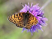 Melitaea ornata
