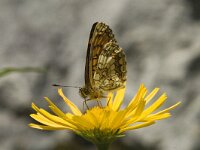 Melitaea parthenoides 12, Westelijke parelmoervlinder, male, Saxifraga-Jan van der Straaten
