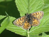 Melitaea parthenoides 13, Westelijke parelmoervlinder, male, Saxifraga-Jan van der Straaten