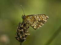 Melitaea parthenoides 5, Westelijke parelmoervlinder, male, Saxifraga-Jan van der Straaten