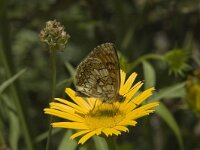 Melitaea parthenoides 7, Westelijke parelmoervlinder, male, Saxifraga-Jan van der Straaten