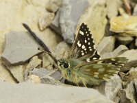 Muschampia cribrellum, Spinose Skipper