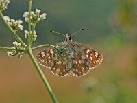 Muschampia tessellum, Tessellated Skipper