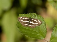 Neptis sappho, Common Glider