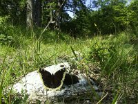 Nymphalis antiopa, Camberwell Beauty