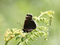 Nymphalis antiopa 7, Rouwmantel, Saxifraga-Dirk Hilbers