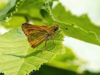 Ochlodes sylvanus 143, Groot dikkopje, Saxifraga-Bart Vastenhouw