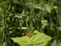 Ochlodes sylvanus 73, Groot dikkopje, Saxifraga-Jan van der Straaten