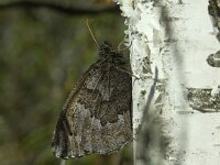 Oeneis jutta, Baltic Grayling