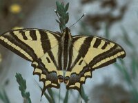 Papilio alexanor 1, Zuidelijke koninginnepage, Saxifraga-Frits Bink