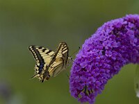 Papilio machaon 101, Koninginnenpagina, Saxifraga-Jan Nijendijk