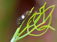 Papilio machaon 109, Koninginnenpage, Saxifraga-Tom Heijnen