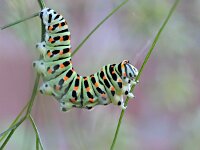 Papilio machaon 112, Koninginnenpage, Saxifraga-Tom Heijnen
