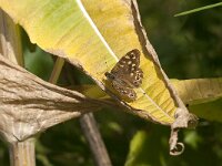 Pararge aegeria 101, Bont zandoogje, Saxifraga-Jan van der Straaten