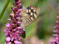 Pararge aegeria 109, Bont zandoogje, Saxifraga-Tom Heijnen