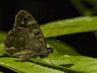 Pararge aegeria 36, Bont zandoogje, Saxifraga-Jan van der Straaten