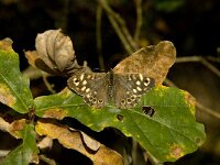 Pararge aegeria 39, Bont zandoogje, Saxifraga-Marijke Verhagen