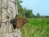 Pararge aegeria 74, Bont zandoogje, Saxifraga-Ed Stikvoort