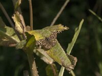 Pararge aegeria 96, Bont zandoogje, Saxifraga-Jan van der Straaten