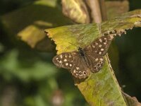 Pararge aegeria 97, Bont zandoogje, Saxifraga-Jan van der Straaten