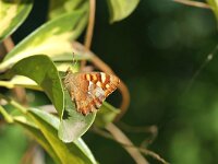 Pararge xiphia, Canary Speckled Wood