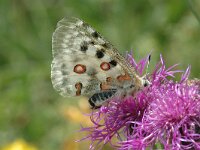 Parnassius apollo 34, Apollovlinder, Saxifraga-Jan van der Straaten