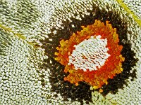 279_06, Parnassus apollo : Parnassius apollo, Apollo, Apollovlinder, hindwing underside, male