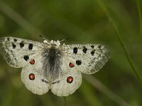 Parnassius apollo 59, Apollovlinder, male, Saxifraga-Jan van der Straaten