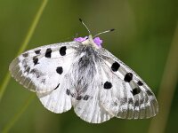 Parnassius apollo 87, Apollovlinder, Saxifraga-Bart Vastenhouw