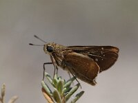 Pelopidas thrax, Millet Skipper