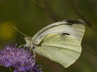 Pieris brassicae 2, Groot koolwitje, Saxifraga-Jan van der Straaten