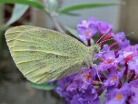 Pieris brassicae 32, Groot koolwitje, Saxifraga-Ab H Baas