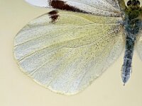 Pieris brassicae 38, Groot koolwitje, Saxifraga-Ab H. Baas