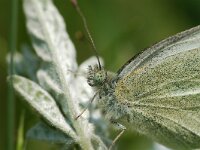 Pieris ergane, Mountain Small White
