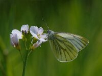 Pieris napi 27, Klein geaderd witje, Saxifraga-Arthur van Dijk