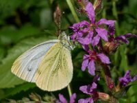 Pieris napi 37, Klein geaderd witje, Saxifraga-Ab H Baas