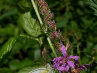 Pieris napi 38, Klein geaderd witje, Saxifraga-Ab H Baas